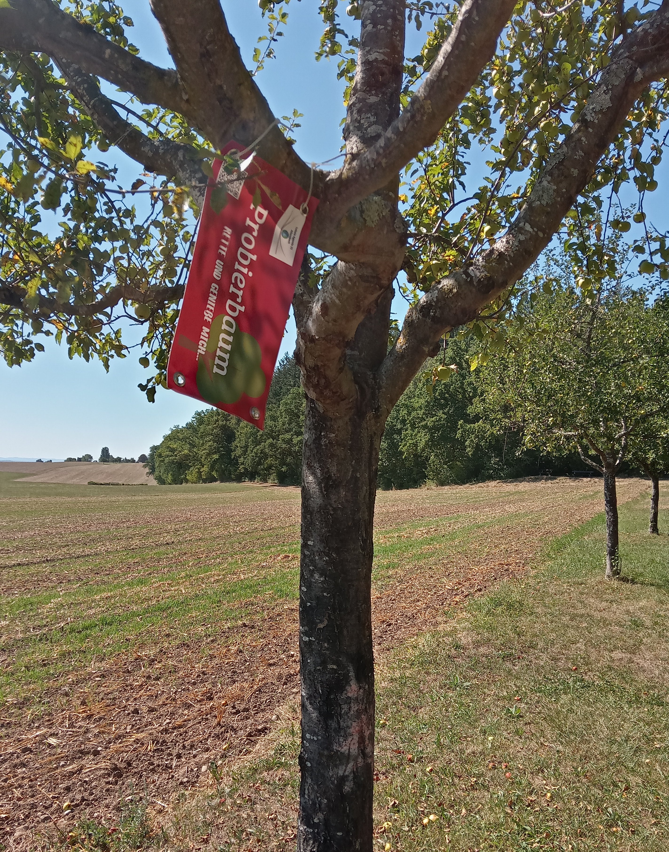  Probierbaum-Schild an Baum hängend - Foto: Lokale Agenda 21 