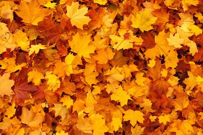 Herbstblätter - Foto: Pixabay.com - PublicDomainPictures