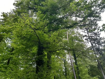 Wald - Foto: Gemeinde